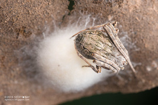 Orb weaver spider (Acacesia sp.) - DSC_2589