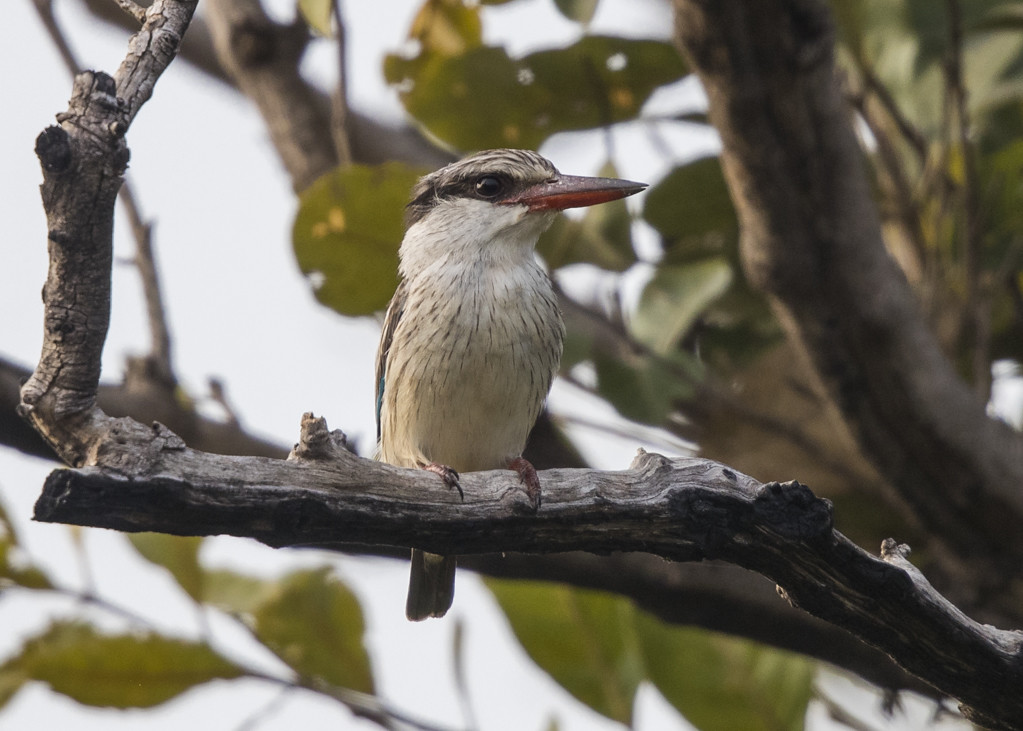Striped Kingfisher  The Gambia 2016