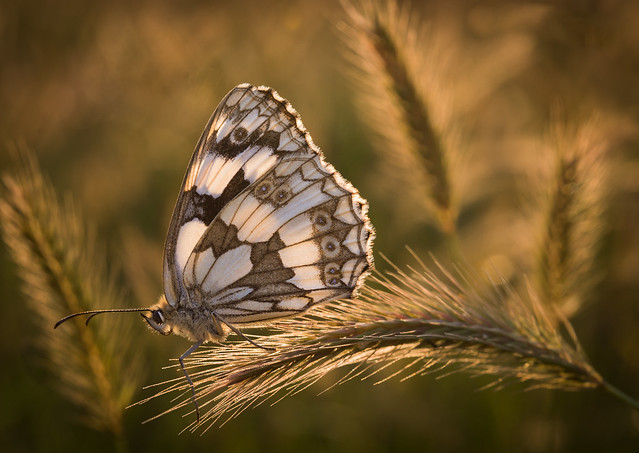 ROOSTING MARBLED WHITE