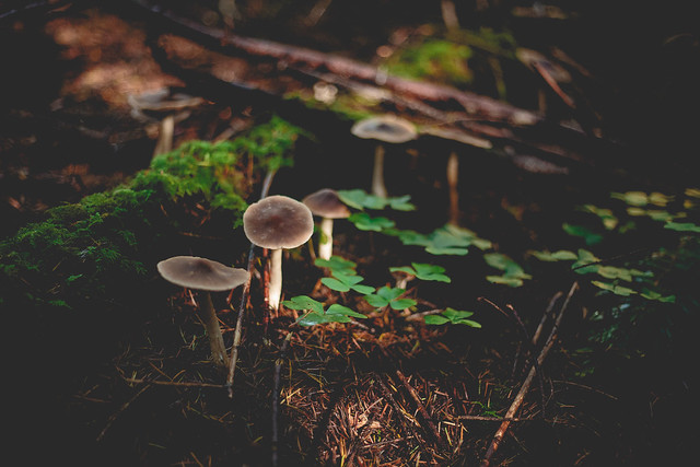 Mushrooms-9936