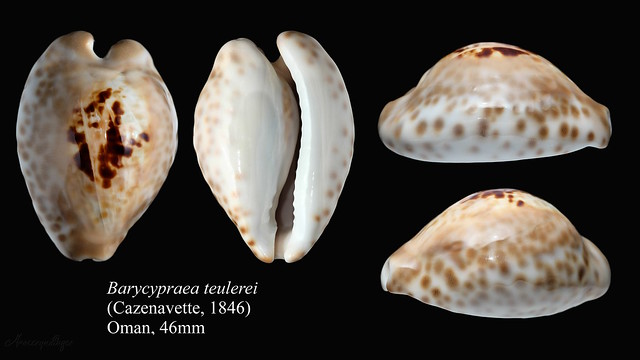 Barycypraea teulerei (Cazenavette, 1846)  - Page 4 30382161391_59350ff9b9_z