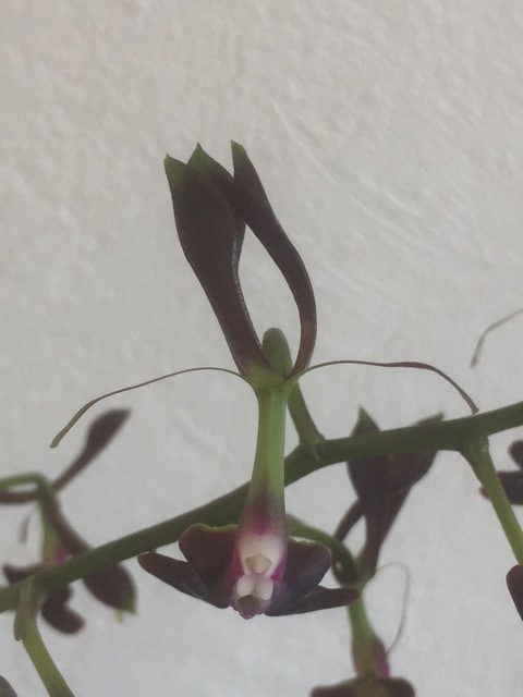 Epidendrum melanoporphyreum 31105628655_e8c6d2a0e8_z
