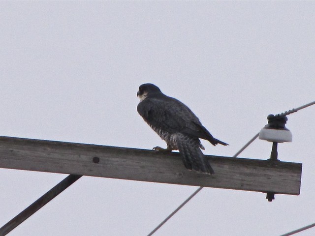 Peregrine Falcon at Gridley Wastewater Treatment Ponds in McLean County, IL 01