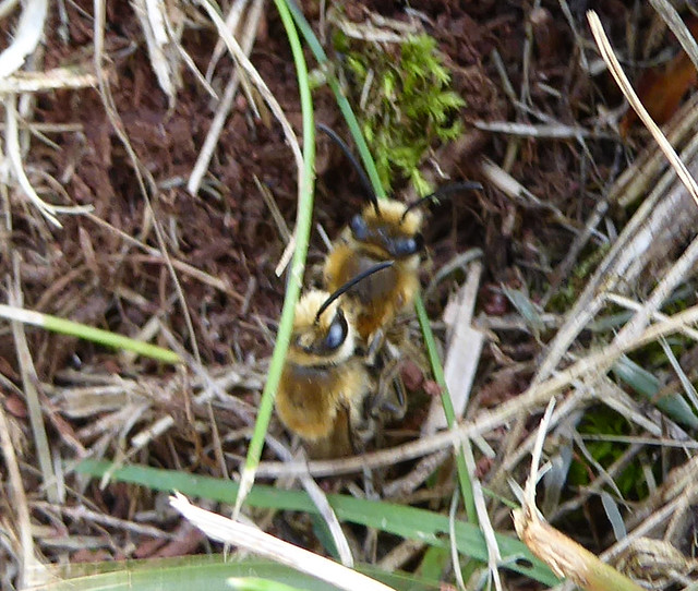 Mating pair ivy bees