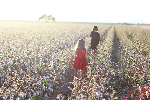 Cotton Fields