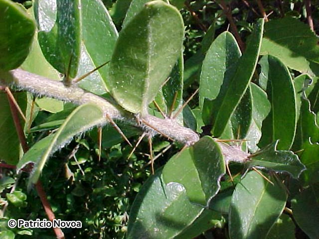 Dasyphyllum excelsum