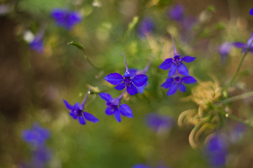 An image of larkspur © Icy Sedgwick
