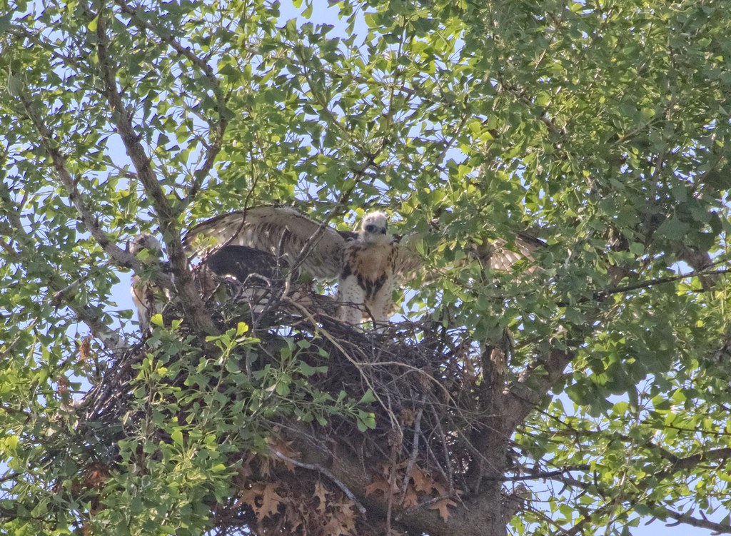 Tompkins hawklets