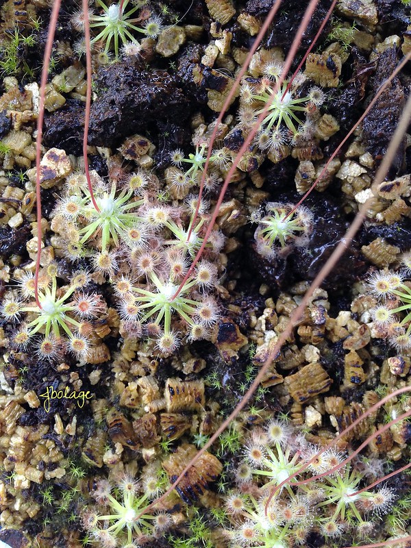Drosera helodes Bullsbrook form (pale pink flowers with red dots) 26468861863_66897c5e32_c