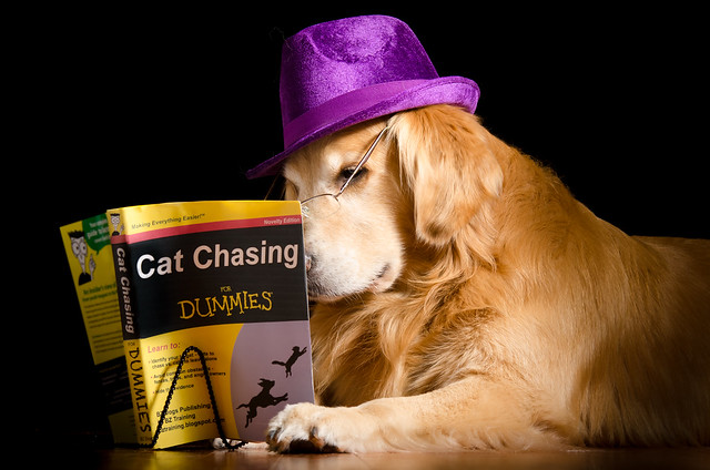 Cat Chasing for Dummies