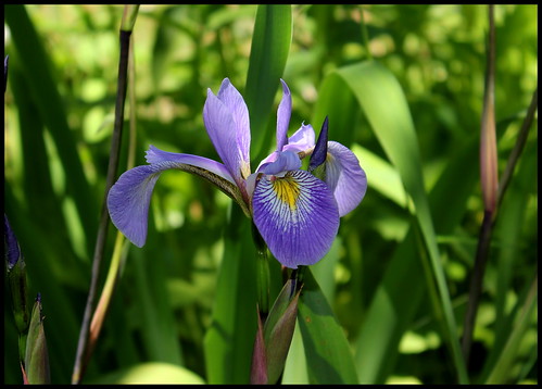Iris x robusta (4)
