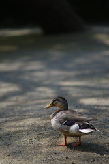 Duck walks to seek for food