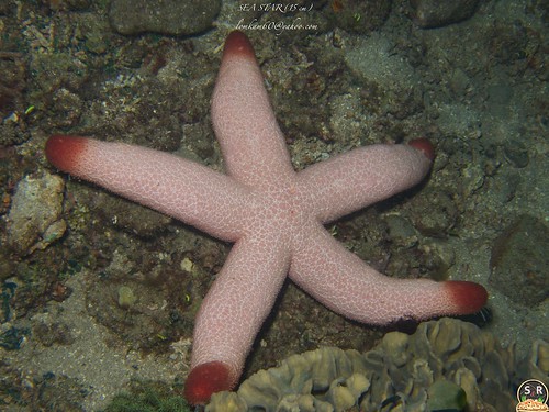 SEA STAR (15 cm)