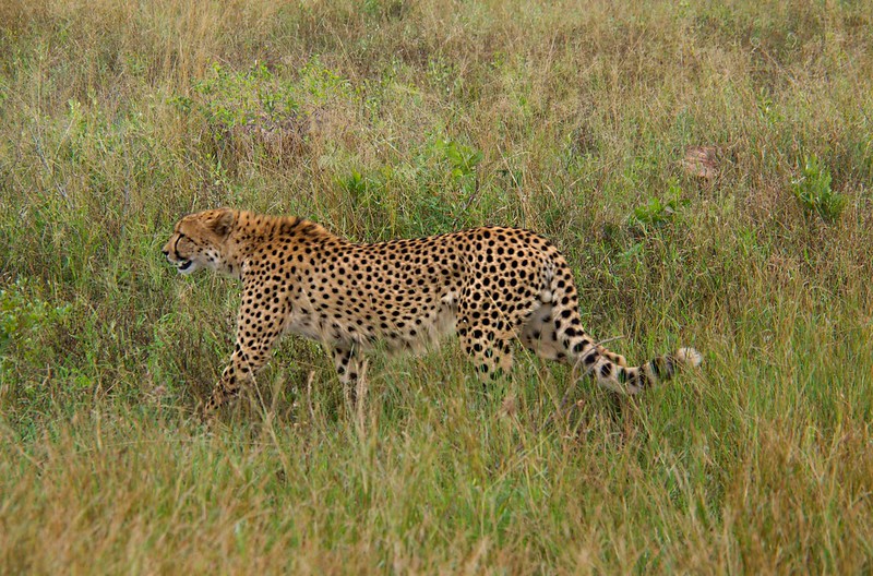 KRUGER: De Skukuza a Satara. Entre ornitólogos y guepardos - Por el norte de SUDÁFRICA. Montañas, playas, fauna y sus gentes (11)