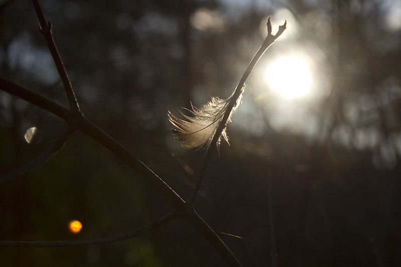 backlit feather3
