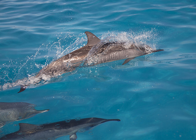 Noaa Considering Ban On Swimming With Hawaiian Spinner Dolphins