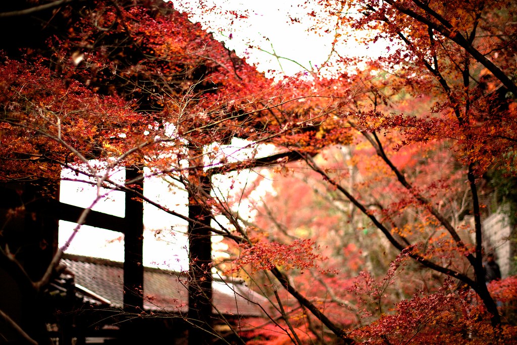 モミジの永観堂 Autumn is all Enkando