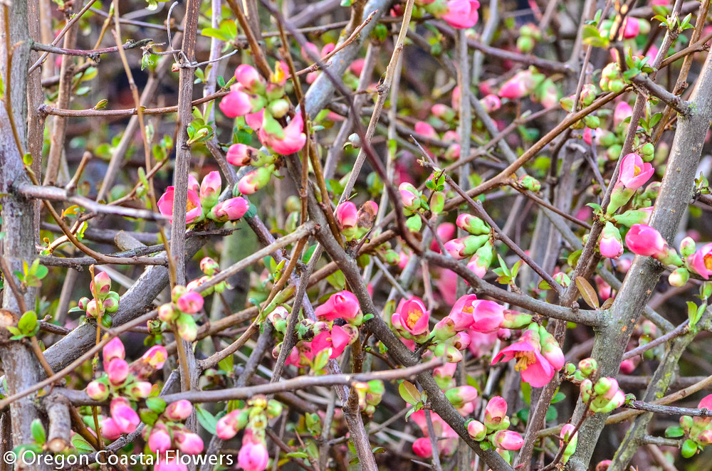 quince branches