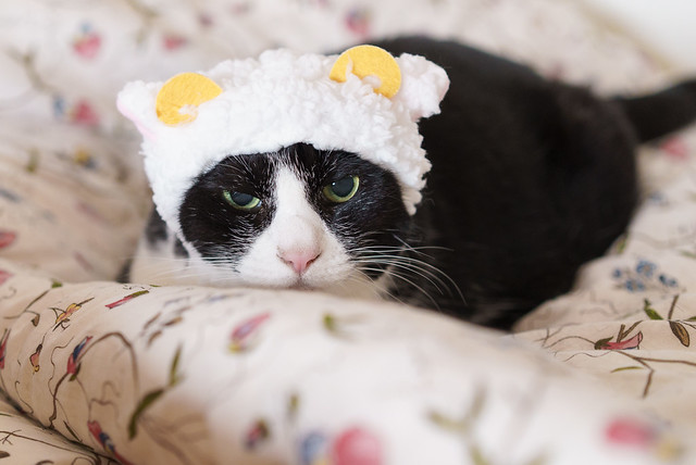 かわいい かわいい ねこひつじちゃん cat hat 猫帽子