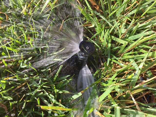 Yet another broken sprinkler head found
