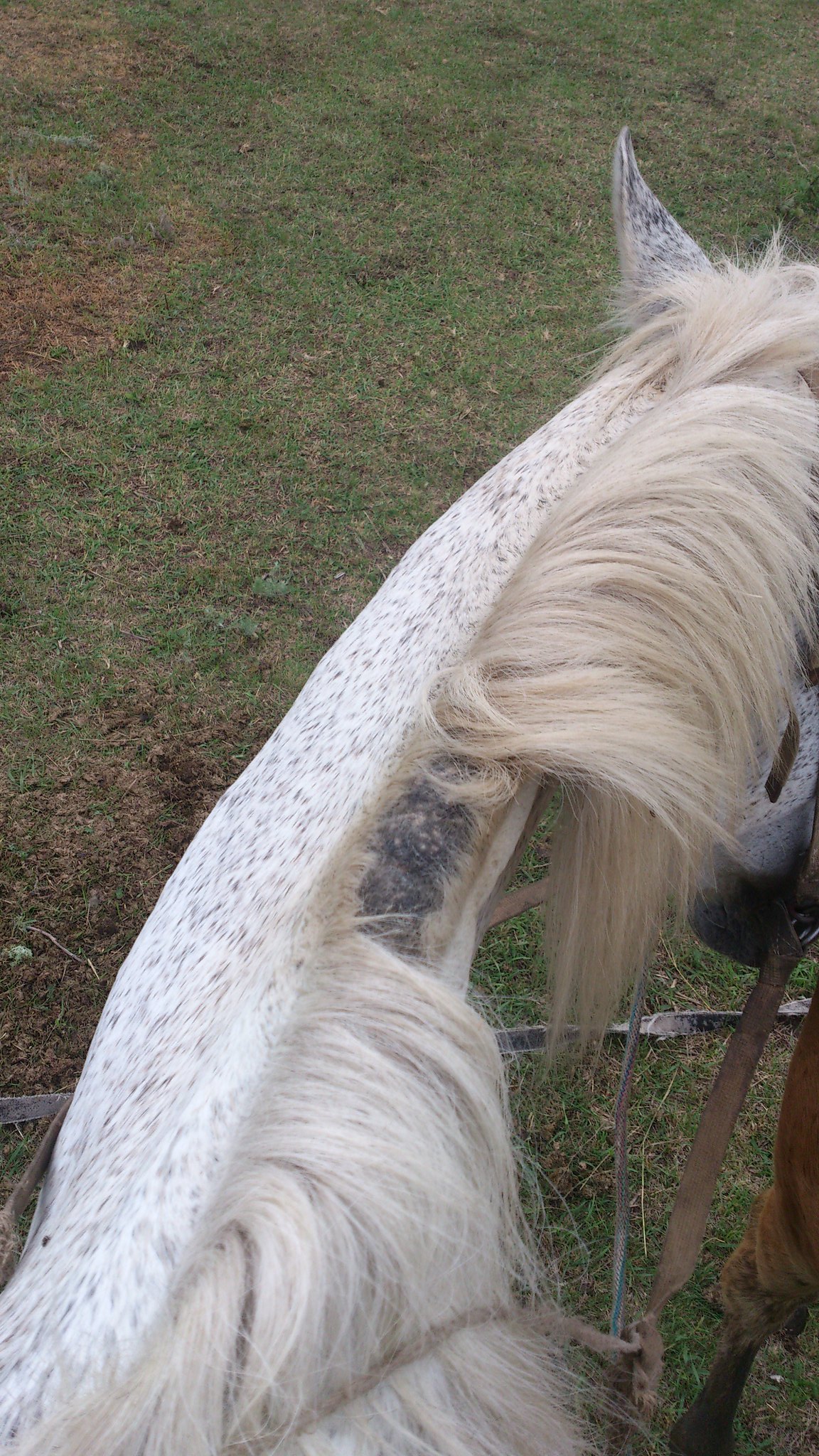 Одно желание сбылось или как я впервые ездила верхом на лошади!)) 
