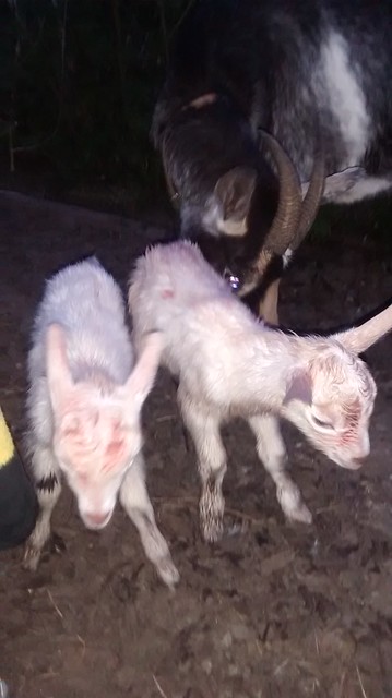 goat kids June 16 (6)