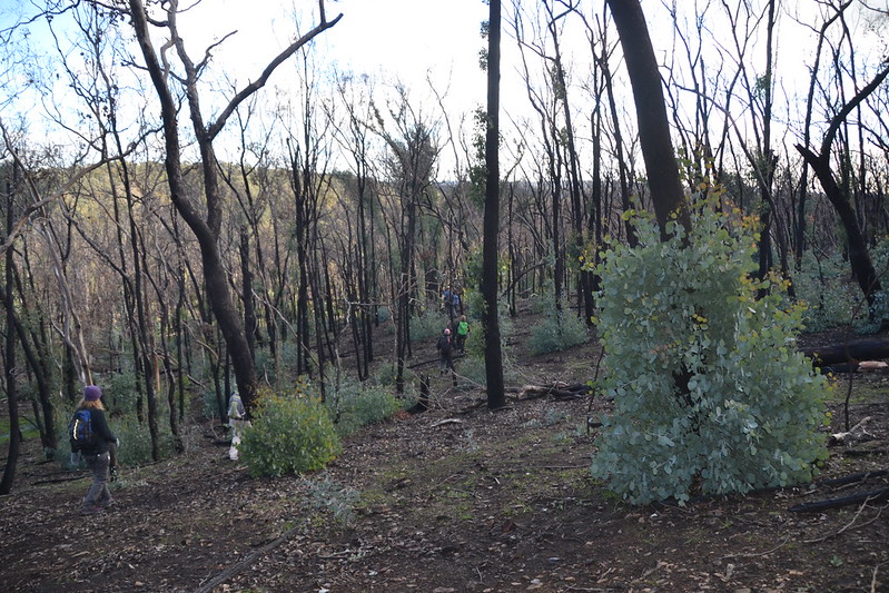 Bushfire recovery
