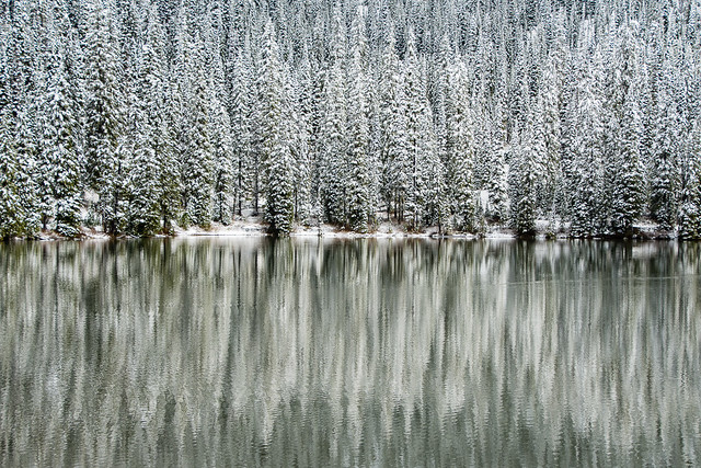 trees reflected in lake