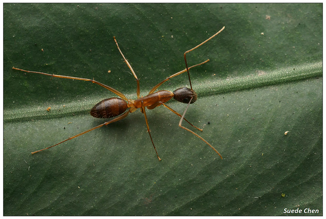 巨山蟻 Camponotus sp.