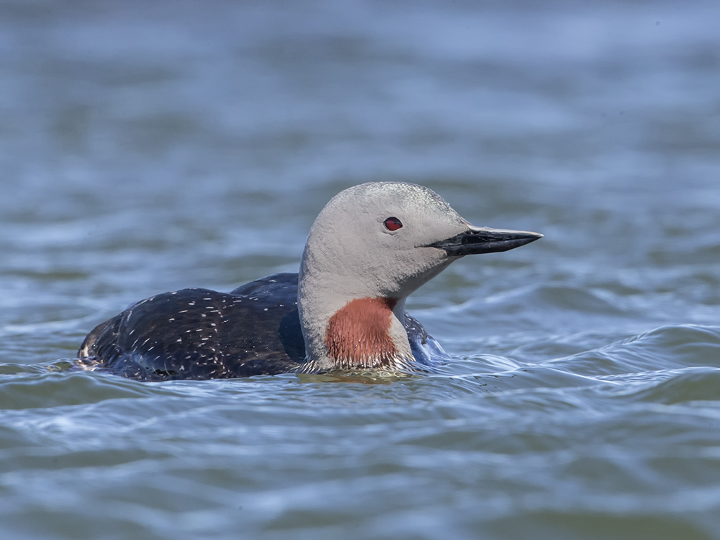 Red-throated Diver       Iceland