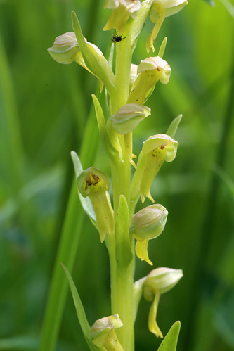Frog Orchid Coeloglossum viride