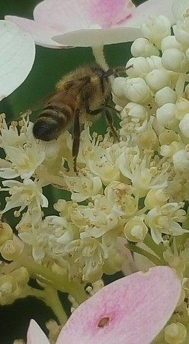 honeybee on a hydrangea