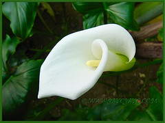 Zantedeschia aethiopica (Calla Lily, Arum Lily, Trumpet Lily, Common Arum Lily)