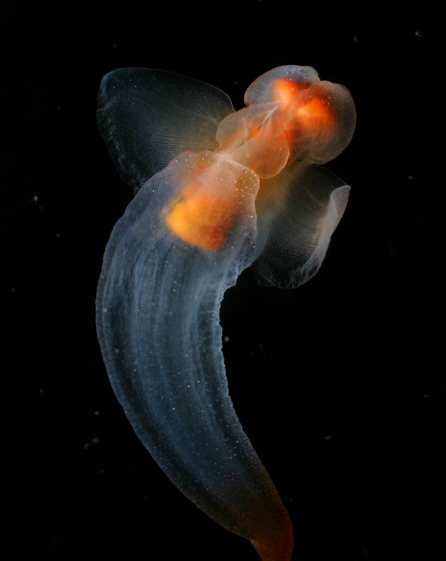 Clione_limacina_by_NOAA