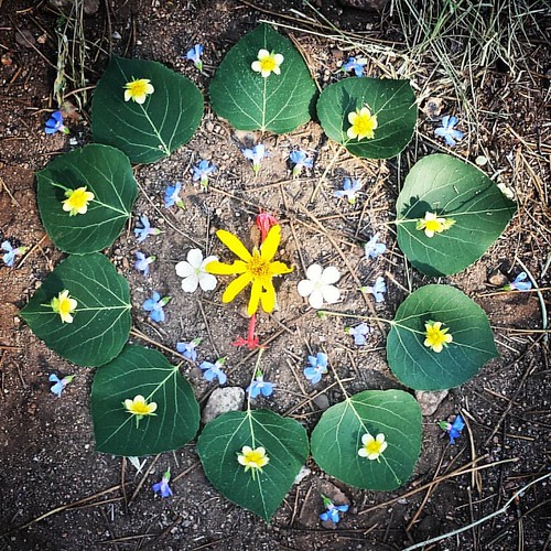 Garden Mandala No. 69 #summer #flowers #gardening #landart #gardenartflowers #gardenart #mandalaart #ephemeralart #ephemeral #mandala #mountains #wildflowers #aspen #mulesear #tahoe #flax