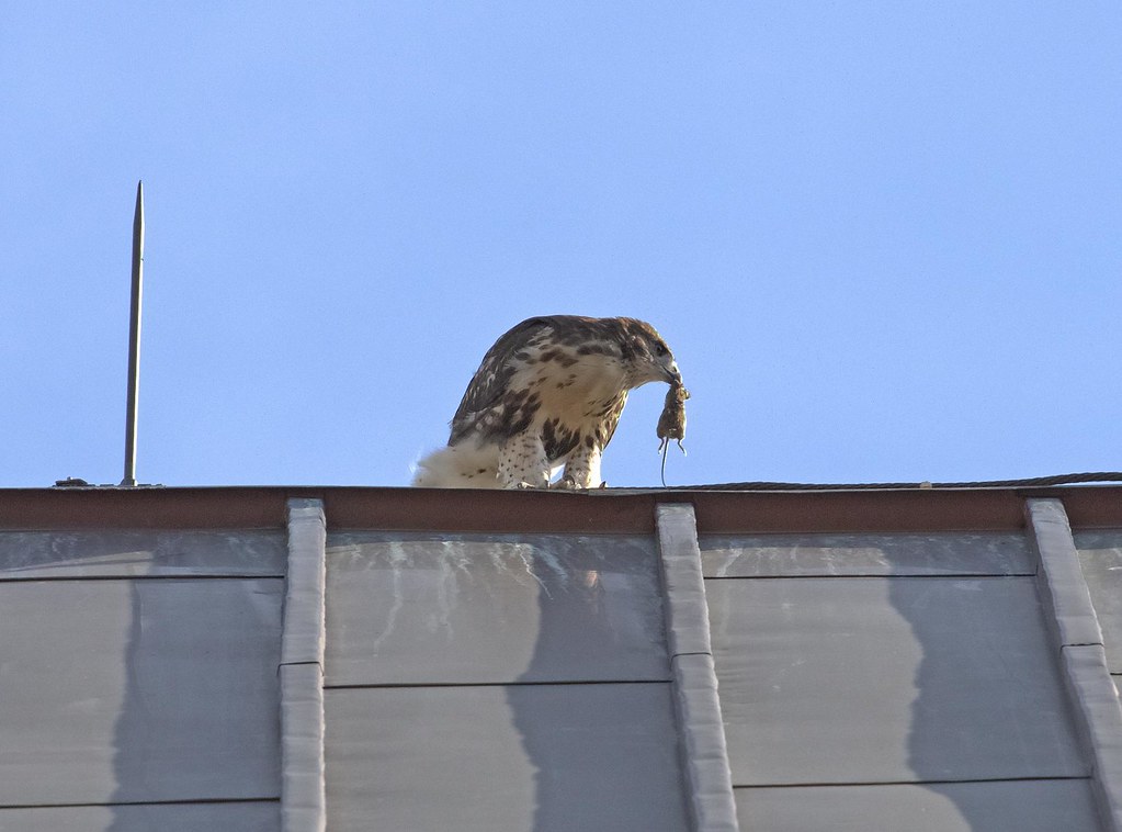 Tompkins Fledgling with mouse