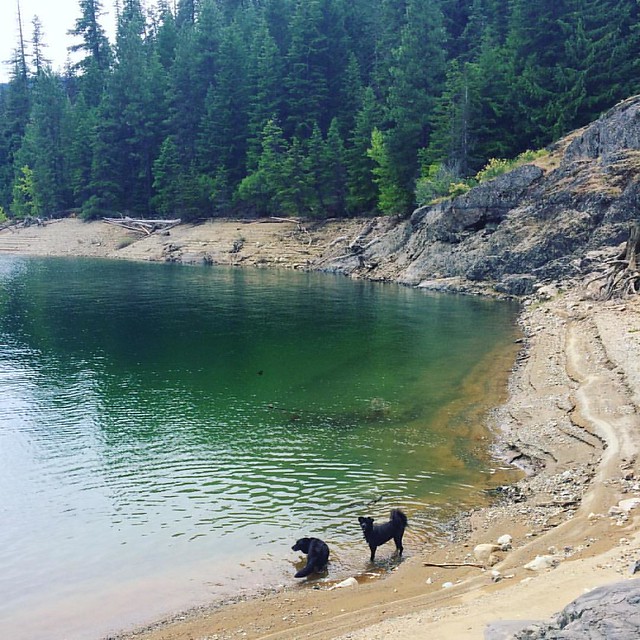 Lake dogs. 💦