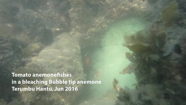 Tomato anemone fish (Amphiprion frenatus) in bleaching Bubble-tip anemone (Entacmea quadricolor)