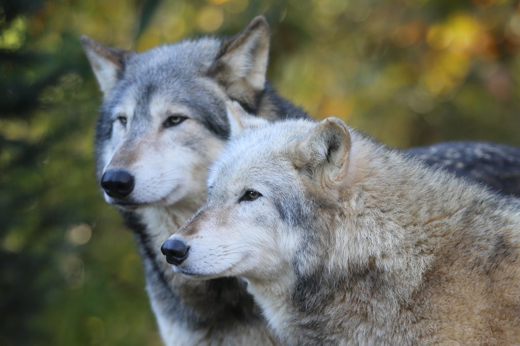 Image result for grey wolves
