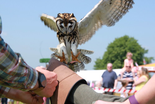 Hallow Village Country Fair 2016 - owl landing