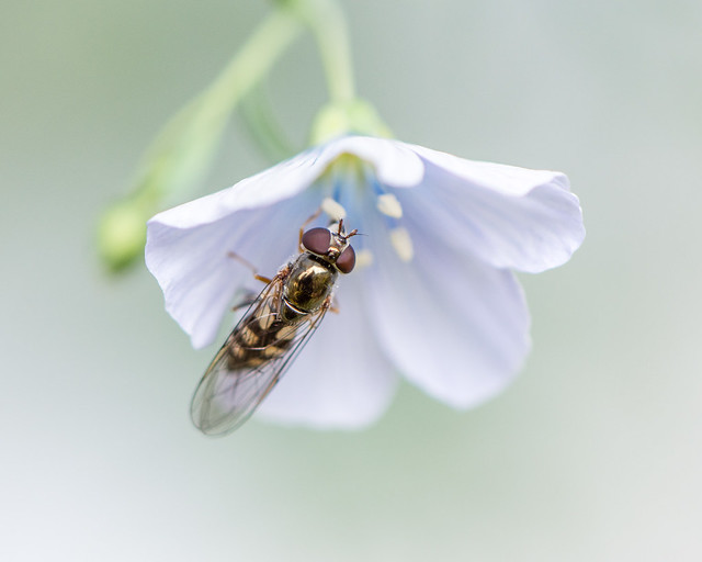 fly (Brachycera?) on flower