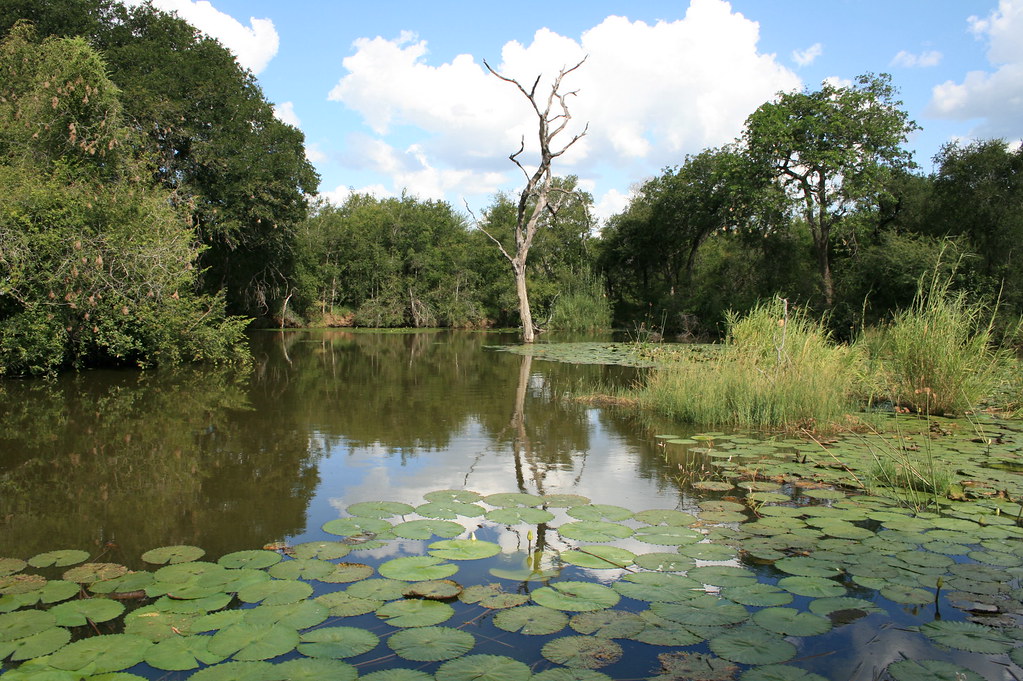Go To National Park Kruger To Feel The Atmosphere Of African Nature