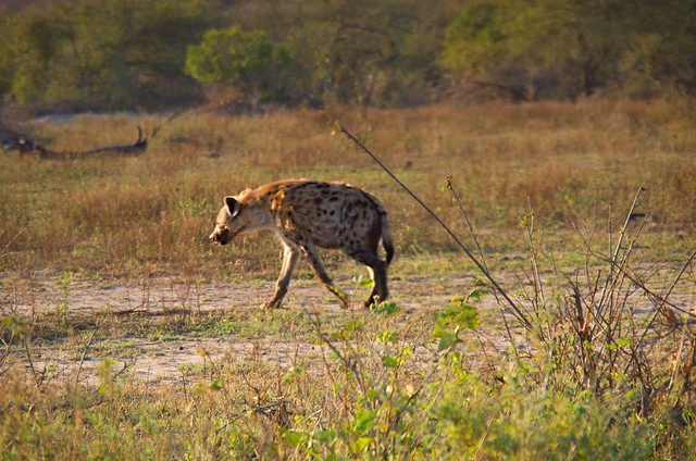 KRUGER: De Skukuza a Satara. Entre ornitólogos y guepardos - Por el norte de SUDÁFRICA. Montañas, playas, fauna y sus gentes (2)