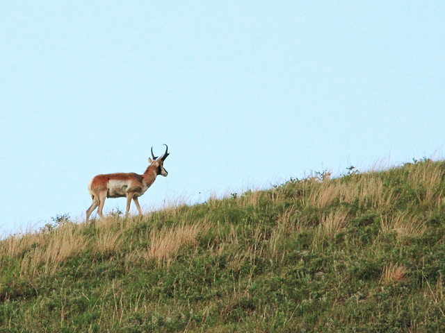 Pronghorn Antelope on ridge 20160616