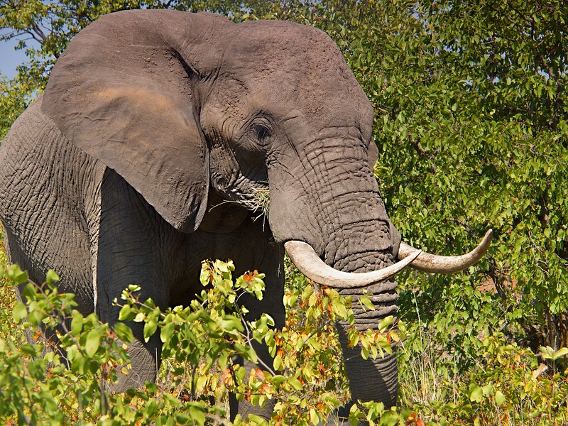 Kruger: Olifants, Letaba y salida por Phalaborwa - Por el norte de SUDÁFRICA. Montañas, playas, fauna y sus gentes (19)