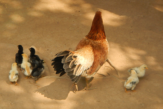 A busy mother hen with her chicks in the Mekong Delta of Vietnam