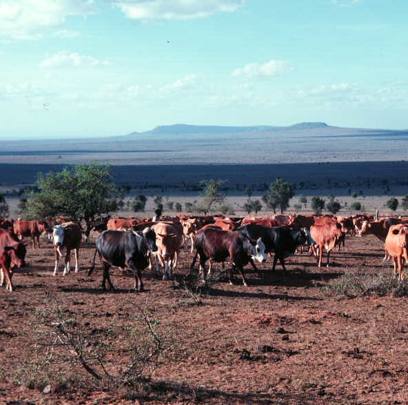 Kenya rangelands
