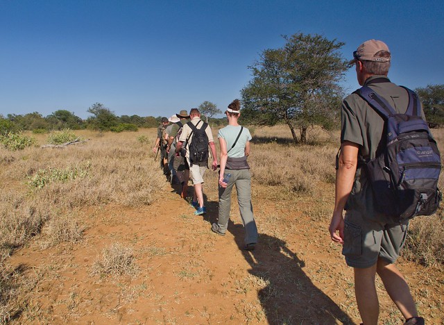 KRUGER: Persiguiendo leones. Morning Walk en Satara y atardecer en Olifants - Por el norte de SUDÁFRICA. Montañas, playas, fauna y sus gentes (4)