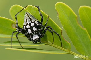 Black orb web spider (Neogea nocticolor) - ESC_0224