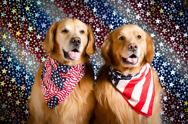 Patriotic Dogs